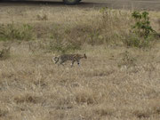 Un serval