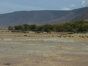 Les Massaïs font paître leur troupeau dans le cratère.