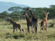 Des girafes massaïs