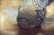 Parachromis managuensis_3330 x 2179 px