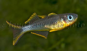 Popondetta furcata (Gabelschwanz-Regenbogenfisch)_1417 x 827 px