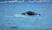 Auf Whale watching in Monterey