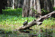 mit vielen einheimischen Tieren und Pflanzen. Swamp Touren auf leise . . .