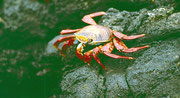 Unsere Krebse und Krabben würden gegen diese Farbenpracht auch die Rosa-Farbe verlieren...