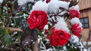 Rote China-Rose im Schnee