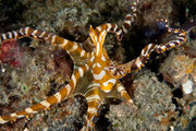 Wonderpus Oktopus