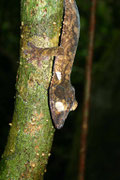 Uroplatus