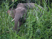 Pygmäen-Elefant Borneo