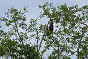 Orang utan in Borneo