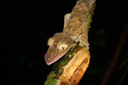 Uroplatus