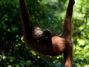 Orang utan in Sepilok