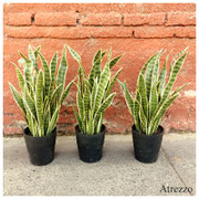 Plantas artificiales lengua de vaca / 3 unidades / REF-  / Medidas: Alto:  / Arriendo: $ 8.000 c/u / Garantía: $ 25.000 c/u