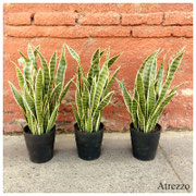 Plantas artificiales lengua de vaca / 3 unidades / REF-  / Medidas: Alto:  / Arriendo: $ 8.000 c/u / Garantía: $ 25.000 c/u