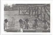 A-Wurf von der Grünen Eiche 1954