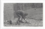 A-Wurf von der Grünen Eiche 1954