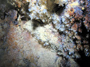 Aragonite coralloide