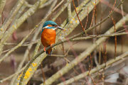 Eisvogel