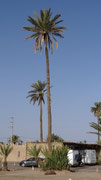 Dans le camping de Skoura