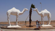 A Tan Tan, 2 chameaux nous souhaitent la bienvenue