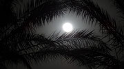 Pleine lune derrière les palmiers, le 26 avril vers 20h