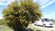 Nous offrons à chacun un gros bouquet de mimosa pour fleurir votre maison