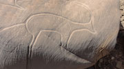 Gravure rupestre: gazelle