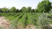 Une plantation de rosiers, qui vont commencer à fleurir