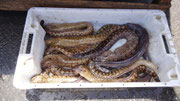 Etal de poissons sur le port