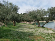 Schatten unter alten Olivenbäumen.