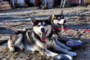 Siberian Husky Spider und Spray nach einer Trainingseinheit