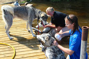 Lappland Waschstrasse für Huskys: Wolf, Xyber und Yuka