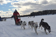 Huskytour in Schweden