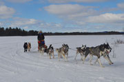 Hundeschlittentouren in Lappland