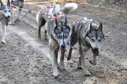 Leithunde  Hugo  und  Cheva auf Tour