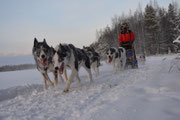 Huskypower durch Lappland