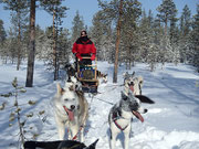 Winterurlaub in Lappland mit Schlittenhunden