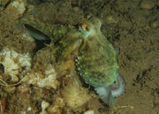 Octopus vulgaris