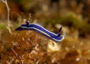 Felimare tricolore, Dreifarbige Sternschnecke