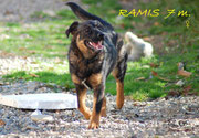 Ramis