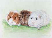 "Meerschweinchenbande 2" - Aquarell, 21 cm x 29 cm