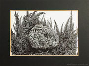 "Wachtel in der Heide" - Tuschezeichnung auf Bristol-Papier, 22 cm x 15 cm