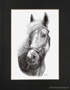 "Fraja" - Pferdeportrait, Tuschezeichnung auf Bristol-Papier, 22 cm x 30 cm