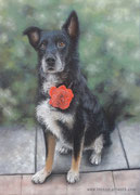 "Banty" - Hundeportrait in Pastellkreide, 30 cm x 40 cm, Auftragsarbeit