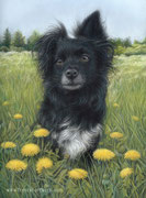 "Fabbi" - Hundeportrait in Pastellkreide, 24 cm x 30 cm, Auftragsarbeit