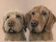 "Drahthaar Vizsla Fee und Finn" - Hundeportrait in Pastellkreide, 40 cm x 30 cm, Auftragsarbeit