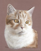 "Obama" - Katzenportrait in Pastellkreide auf getöntem Papier, 24 cm x 30 cm, Auftragsarbeit