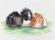 "Meerschweinchenbande 1" - Aquarell, 21 cm x 29 cm