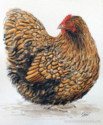 "Huhn (Orpington)" - Aquarell, 15 cm x 18,5 cm, 45,00 Euro