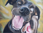 "Melchi" - Hundeportrait in Pastellkreide, 30 cm x 24 cm, Auftragsarbeit