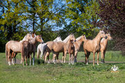 #Palomoni #Pferdefotografie #Fohlen #Farbzucht #Pferdefoto #Pferdezucht #Mecklenburg-Vorpommern #Reiter #Pferde #SusanMarlenFotografie